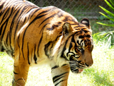 [Image is of the front half of the tiger from one side as he walks across the grass. He has his mouth open and his tongue out. (It was very hot that day.)]